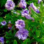 Campanula cochleariifolia 'Blue Baby' - 