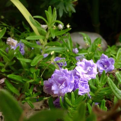 Campanula cochleariifolia 'Blue Baby' - Campanula cochleariifolia 'Blue Baby'