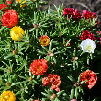 Portulaca grandiflora