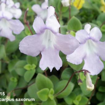 Streptocarpus saxorum