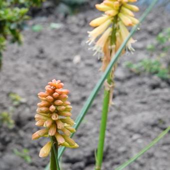 Kniphofia 'Creamsicle'