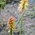 Kniphofia 'Creamsicle'