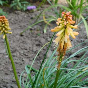 Kniphofia 'Creamsicle'