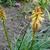 Kniphofia 'Creamsicle'