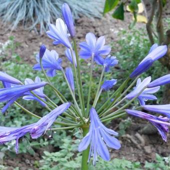 Agapanthus 'Tornado'