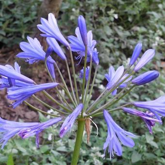 Agapanthus 'Tornado'