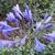 Agapanthus 'Tornado'