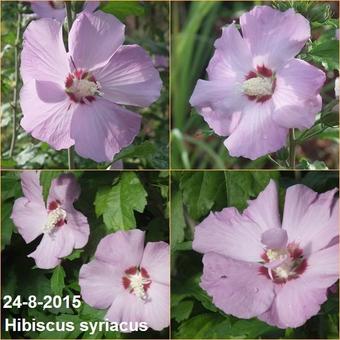 Hibiscus syriacus