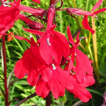 Lobelia