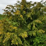 Taxus baccata 'Dovastoniana Aurea' - 