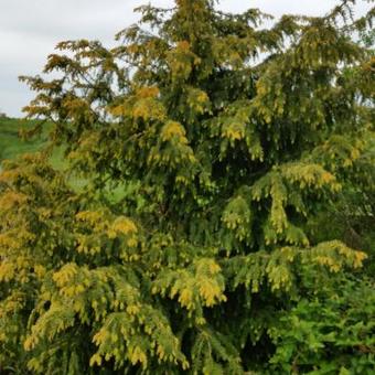 Taxus baccata 'Dovastoniana Aurea'