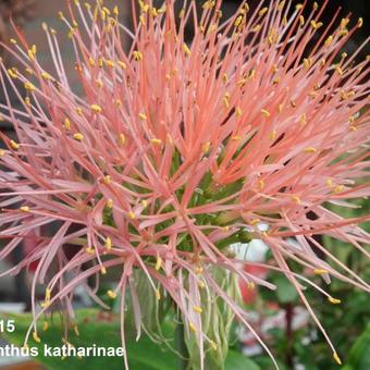 Scadoxus multiflorus subsp. katharinae