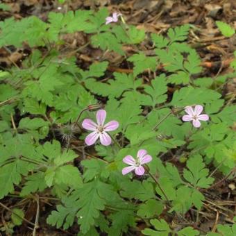 Geranium robertianum