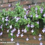 Streptocarpus saxorum - Streptocarpus saxorum