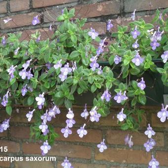 Streptocarpus saxorum