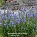 Veronica spicata 'Nana Blauteppich' - 