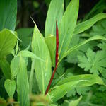 Cautleya spicata - 