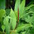 Cautleya spicata