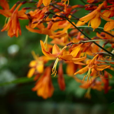 Crocosmia x crocosmiiflora 'Emily McKenzie' - Crocosmia x crocosmiiflora 'Emily McKenzie'