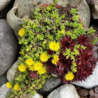 Delosperma deschampsii