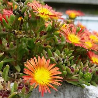 Delosperma WHEELS OF WONDER 'Fire Wonder'