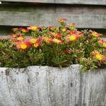 Delosperma WHEELS OF WONDER 'Fire Wonder' - 