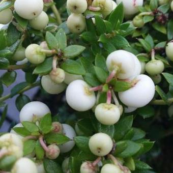 Gaultheria mucronata