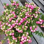 Gaultheria mucronata  - Kahle Steife Scheinbeere