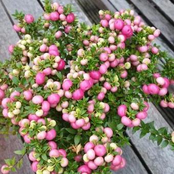 Gaultheria mucronata