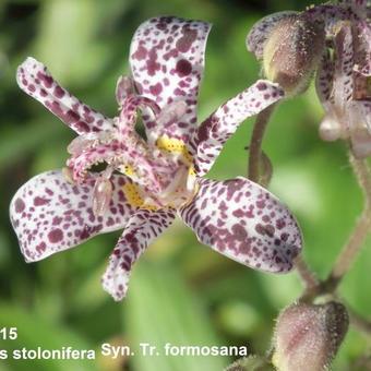 Tricyrtis formosana