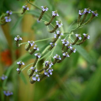 Verbena macdougalii 'Lavender Spires'