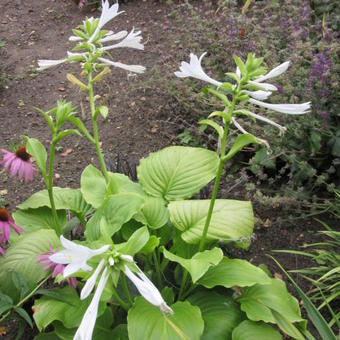 Hosta plantaginea 'Grandiflora'