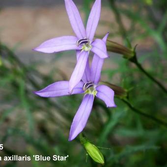 Isotoma axillaris 'Blue Star'