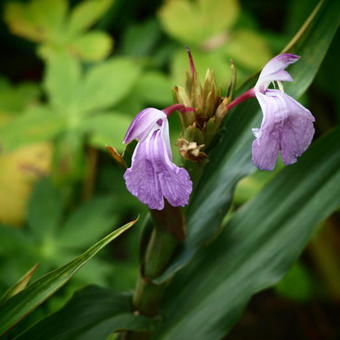 Roscoea purpurea 'Brown Peacock'