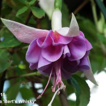 Fuchsia 'Bert's Whisky'