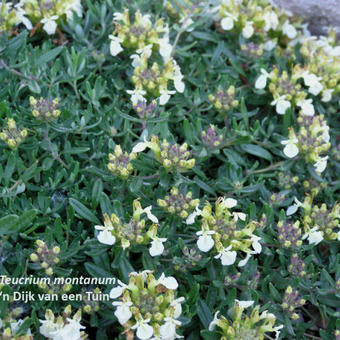 Teucrium montanum