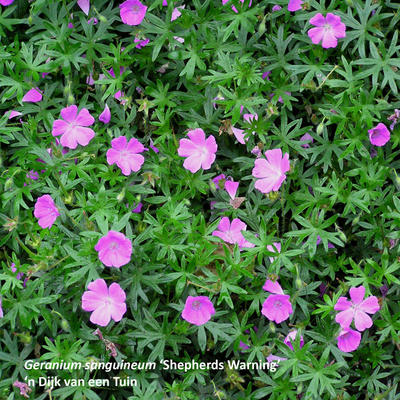 Geranium sanguineum 'Shepherd's Warning' - 