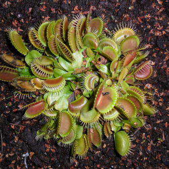 Dionaea muscipula