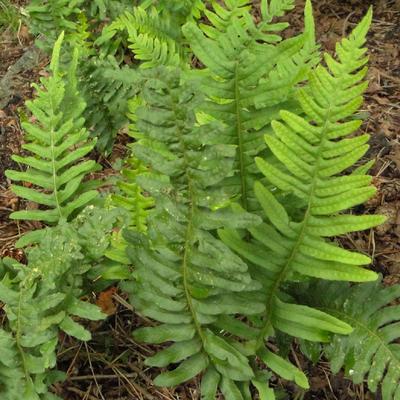 Polypodium vulgare - Gewöhnlicher Tüpfelfarn - Polypodium vulgare