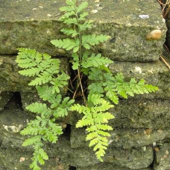 Dryopteris dilatata