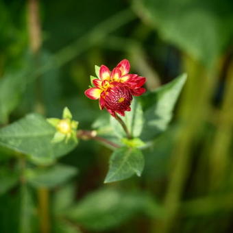 Dahlia 'Raz-Ma-Taz'