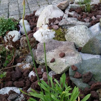 Armeria pseudarmeria 'BALLERINA White' - 