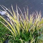 Acorus calamus ‘Gramineus’ - 