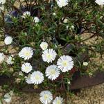 Delosperma WHEELS OF WONDER 'White Wonder' - 