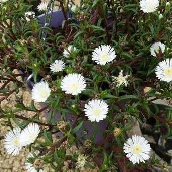 Delosperma WHEELS OF WONDER 'White Wonder'