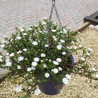 Delosperma WHEELS OF WONDER 'White Wonder'