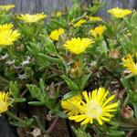 Delosperma WHEELS OF WONDER 'Golden Wonder' - 