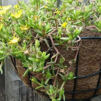 Delosperma WHEELS OF WONDER 'Golden Wonder'