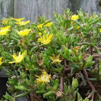 Delosperma WHEELS OF WONDER 'Golden Wonder'