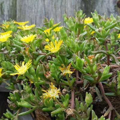 Delosperma WHEELS OF WONDER 'Golden Wonder' - 